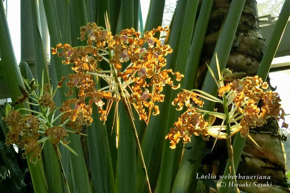 Laelia Weberbaueriana