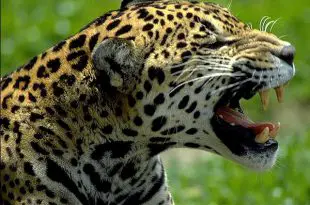 Leopardo Fotografado Mostrando os Dentes