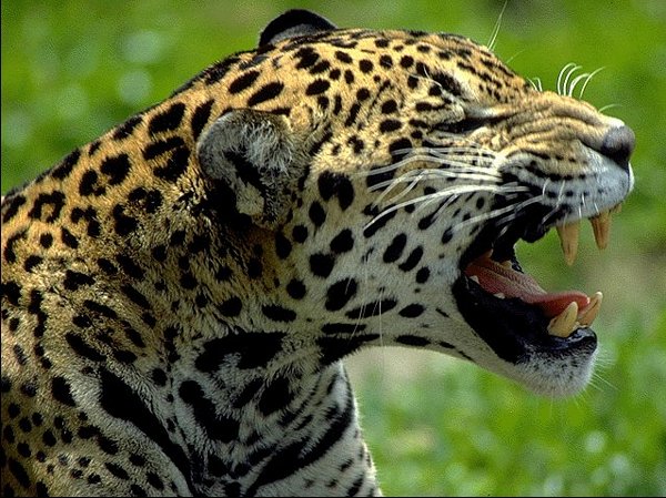 Leopardo Fotografado Mostrando os Dentes