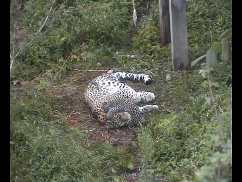 Leopardo do Cáucaso e Filhote Dormindo no Meio da Mata