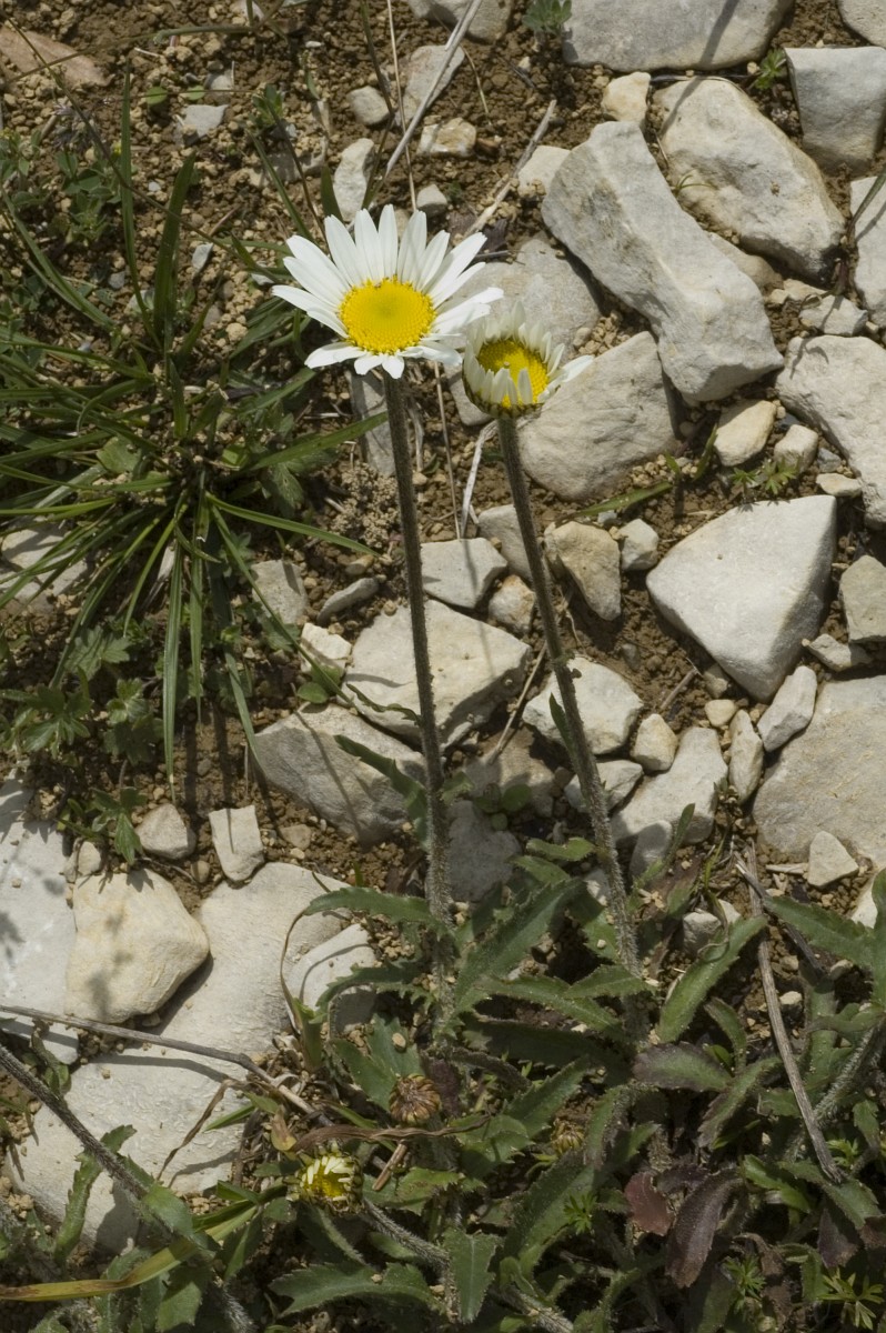 Leucanthemum Atratum