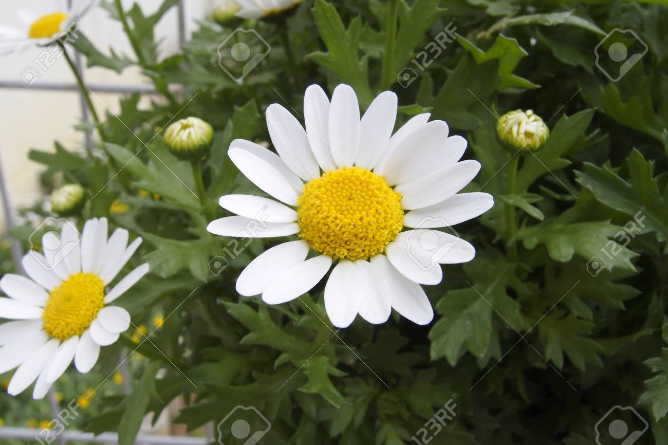 Leucanthemum Paludosum