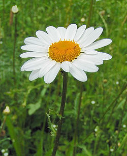 Leucanthemum Vulgare