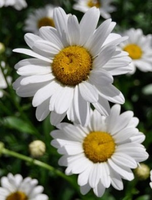 Foto da Flor Leucanthemum x Superbum