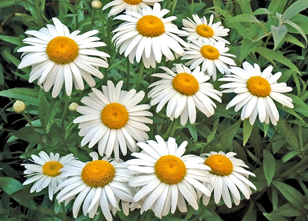 Leucanthemum x Superbum