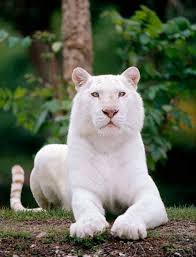animal puma branco