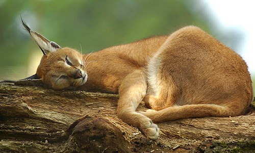 Caracal ou Lince-do-deserto  Aspeto, caracteristicas e habitat