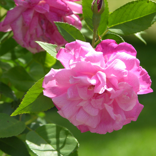 Linda Foto de Uma Rosa Chinensis