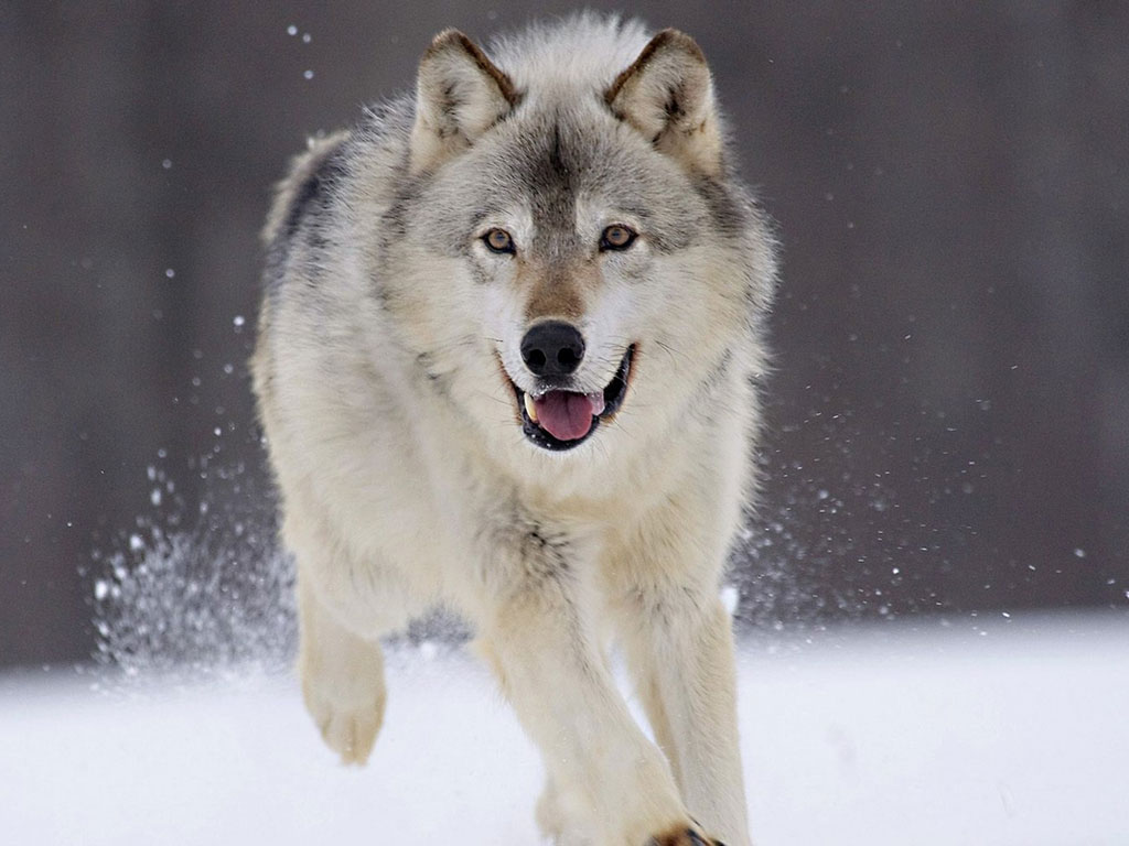 Lobo Correndo na Neve