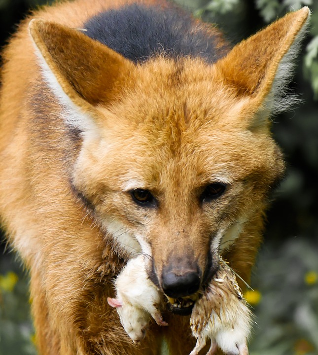 Lobo Guará Alimentação: O que eles Comem?