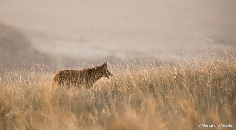 Lobo Guará Fotografado No Cerrado