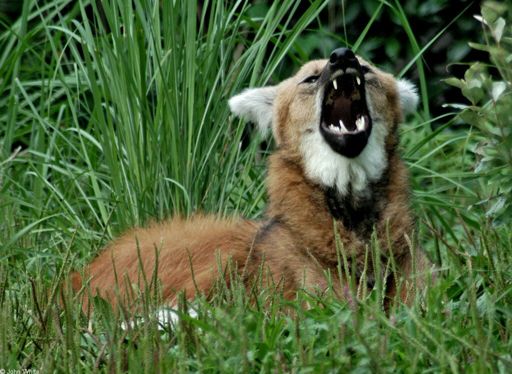 Lobo Guará é Fotografado no Momento Em Que Abre a Boca