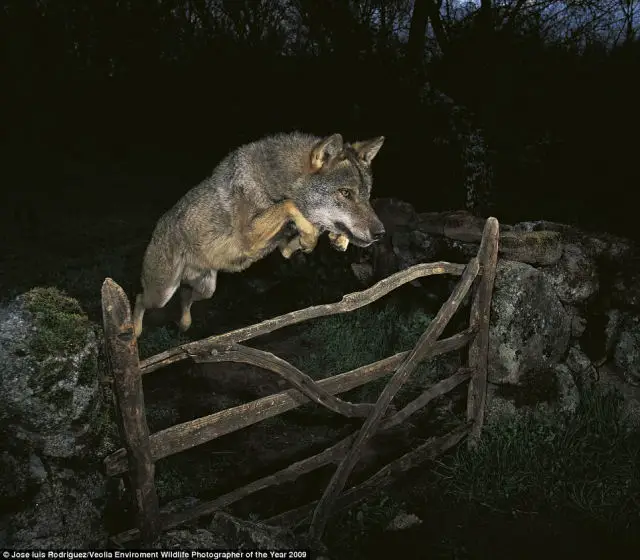 Lobo Ibérico Saltando uma Cerca
