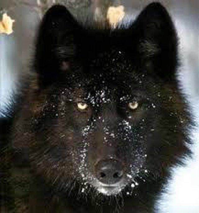 Lobo Negro