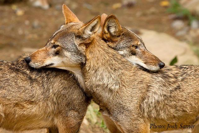 Lobo Vermelho - Casal 