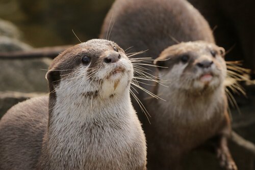 Animais Extintos na Região Sul do Brasil
