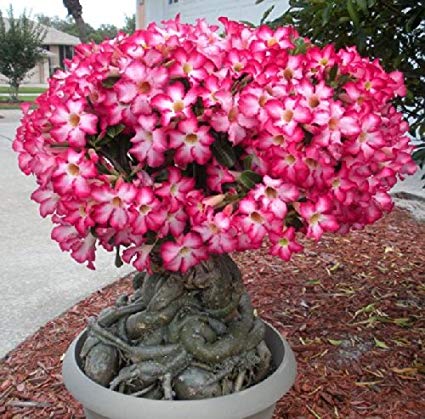 Rosa do Deserto Como Cultivar e Podar