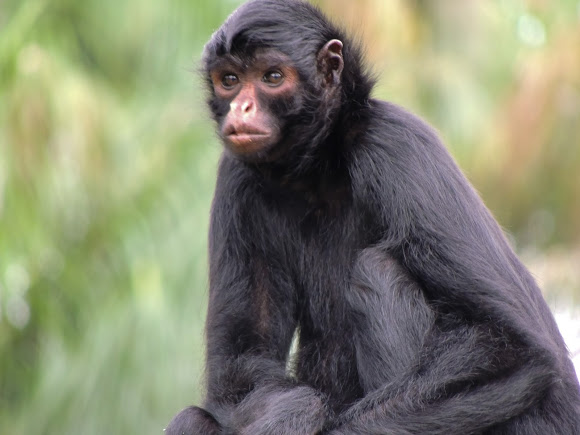 Macaco-Aranha-Preto