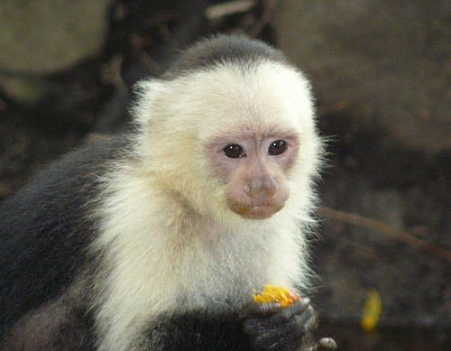 Macaco Prego Da Cara Branca