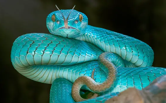 Habitat da cobra azul da Malásia. O nome científico desta bela