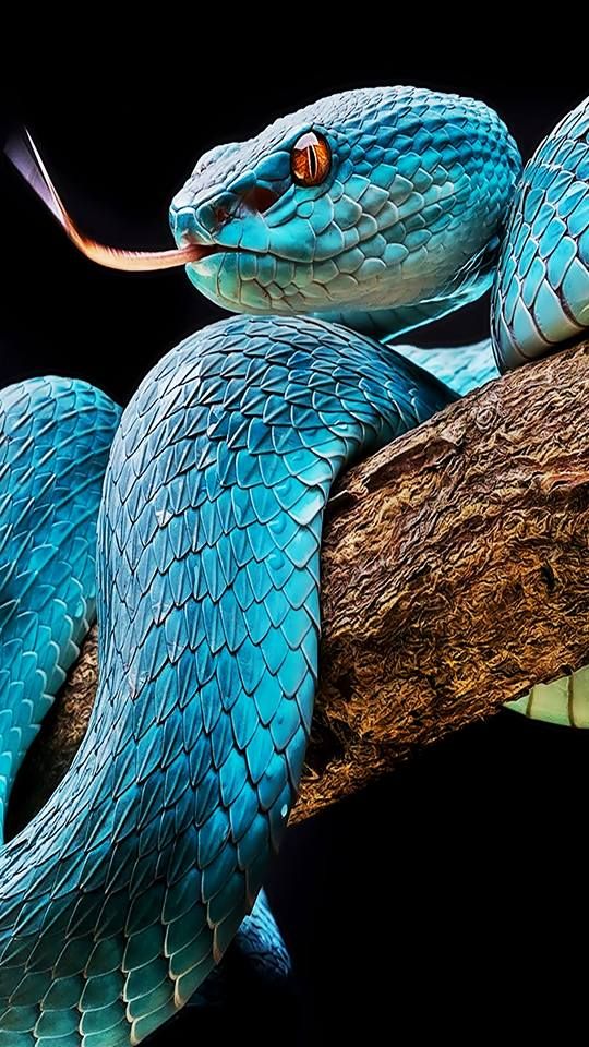 Mamba Azul: Características, Fotos e Nome Científico | Mundo Ecologia