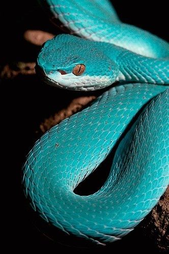 Incrivelmente bela! A víbora azul, ( Trimeresurus insularis ) mais  conhecida como cobra azul, é uma das cobras mais …