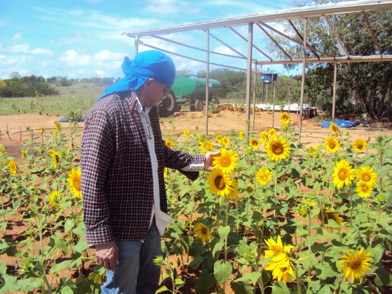 Manutenção de Girassol