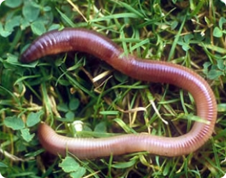 Desenvolvimento das Minhocas e Divisão Ecológica