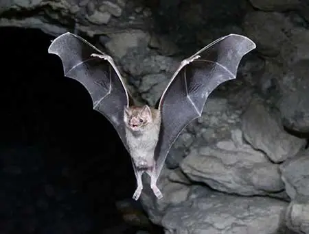 Morcego-Cinza