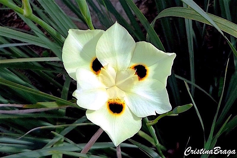 Moreia (Dietes bicolor)