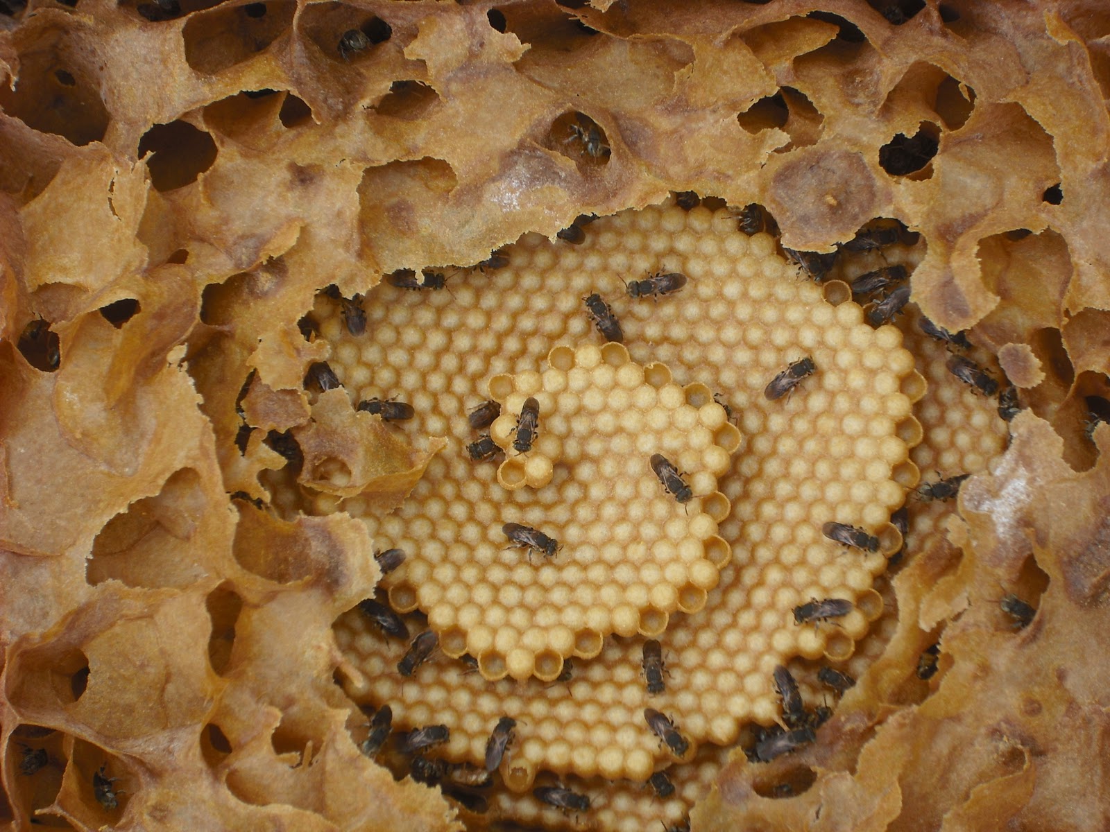 Abelha Tubuna na Natureza