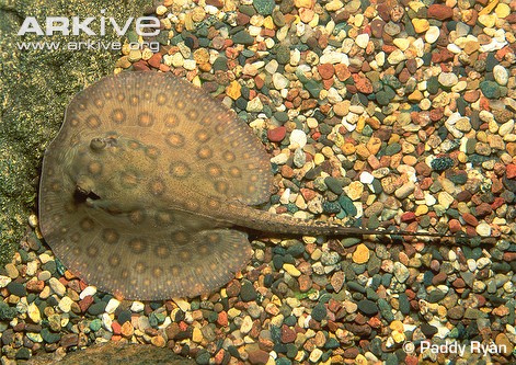 Ocellate River Stingray 