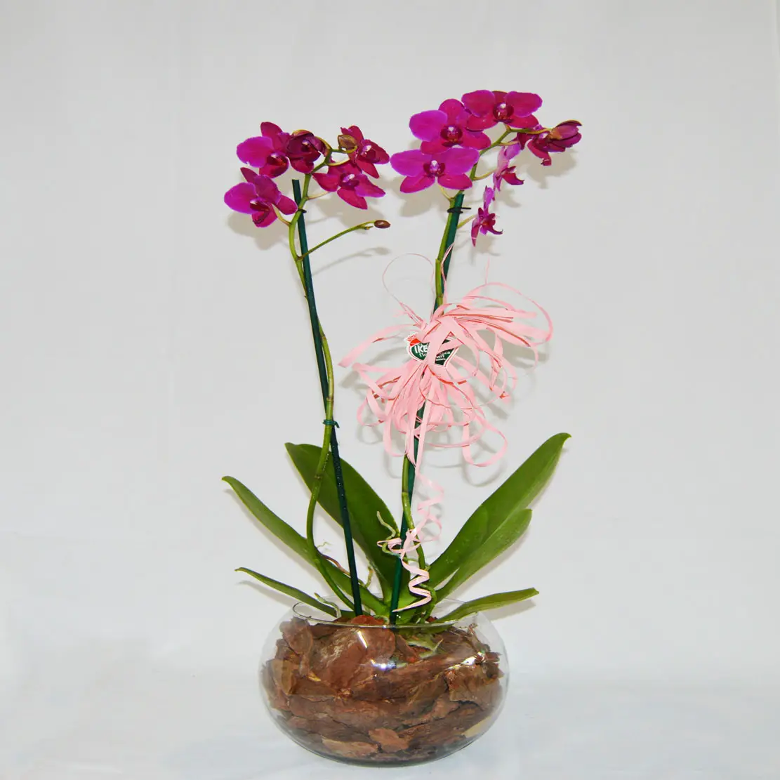 Como Cuidar de Orquídeas em Vaso de Vidro | Mundo Ecologia