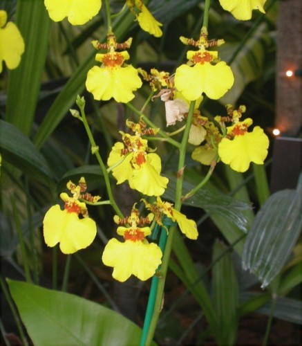 Orquídea Oncidium 