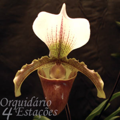 Orquídea Paphiopedilum