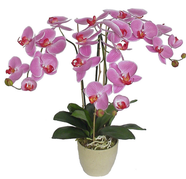 Orquídea Phalaenopsis 