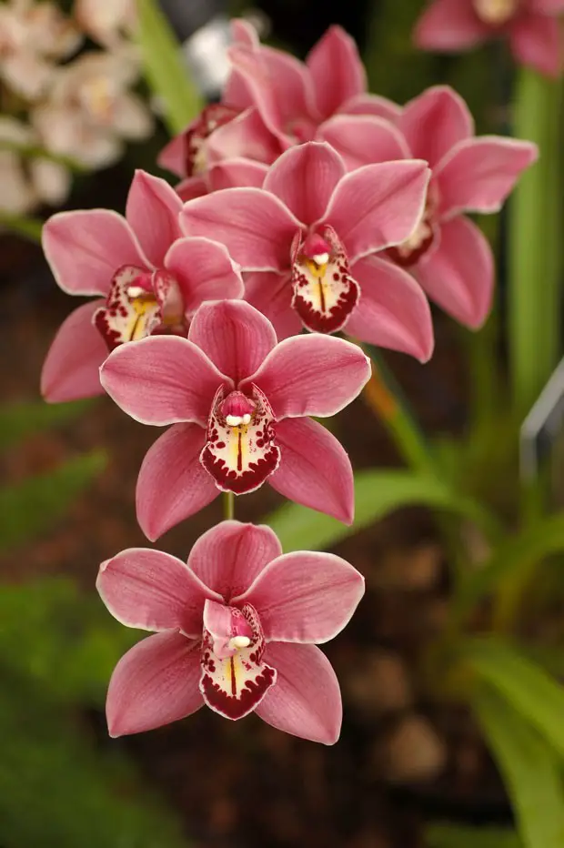 Orquídea 