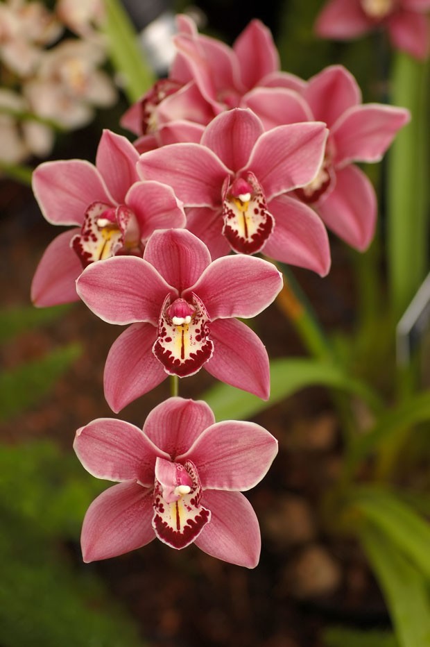 Orquídea