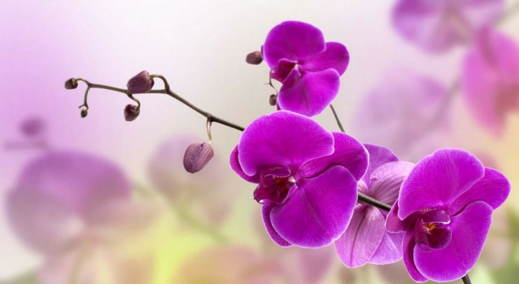 Magnésio Para Orquídeas: Fósforo e Nitrato de Cálcio