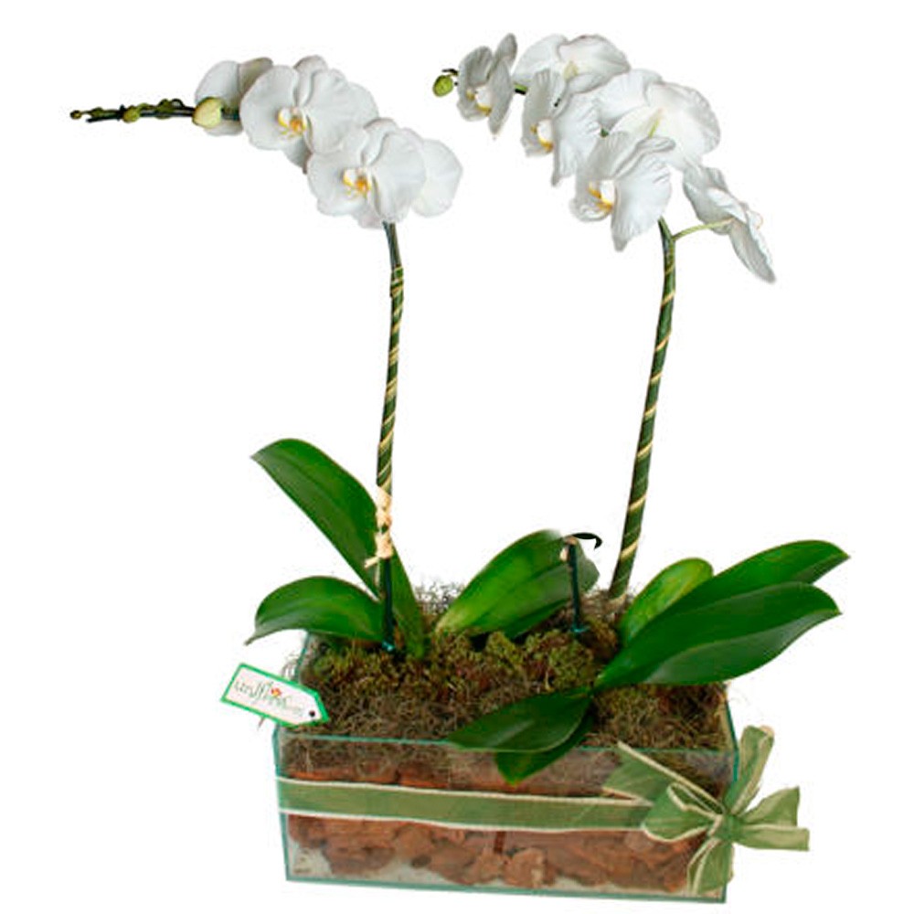 Orquídeas Phalaenopsis no Vaso