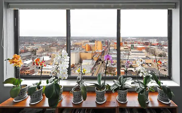 Orquídeas na Janela de Um Apartamento 