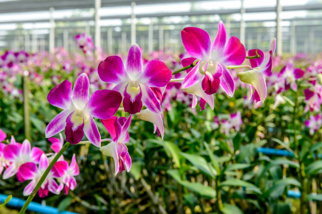 Orquídeas no Viveiro