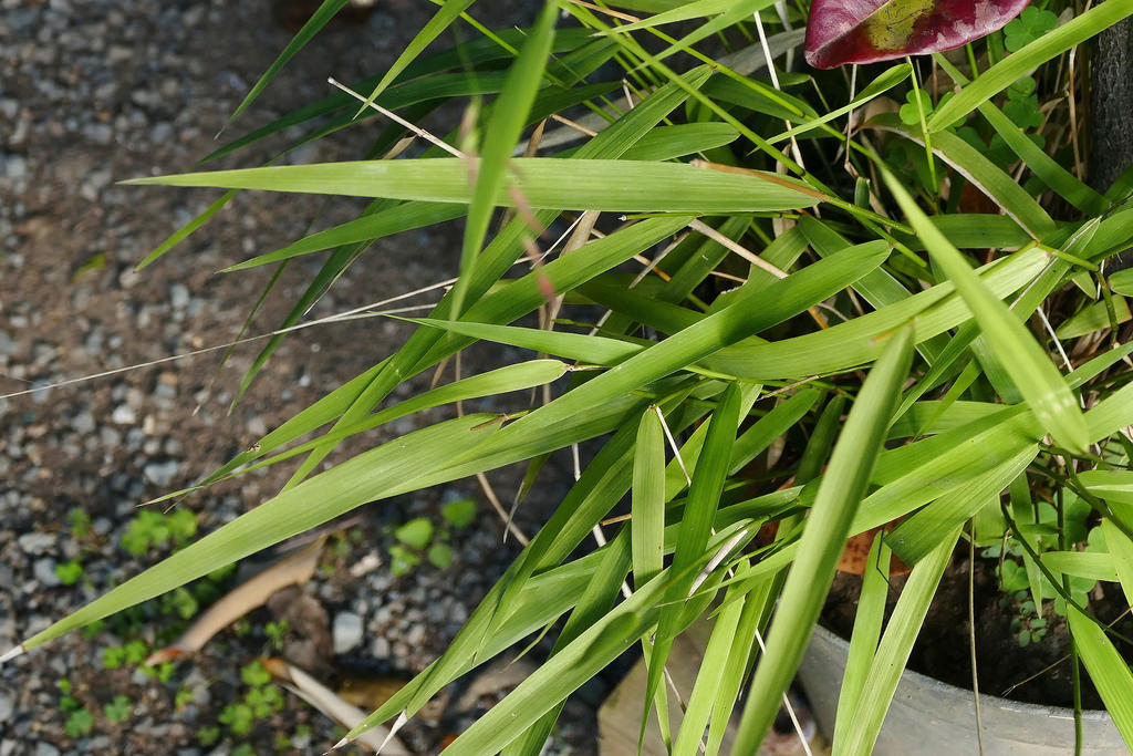 Oryza Neocaledonica