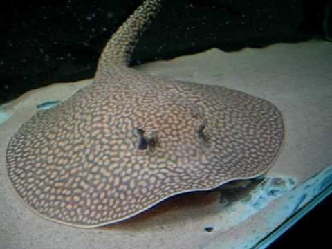 Otorongo Ray