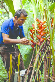 Paisagista Cuidando de Uma Heliconia Bihai