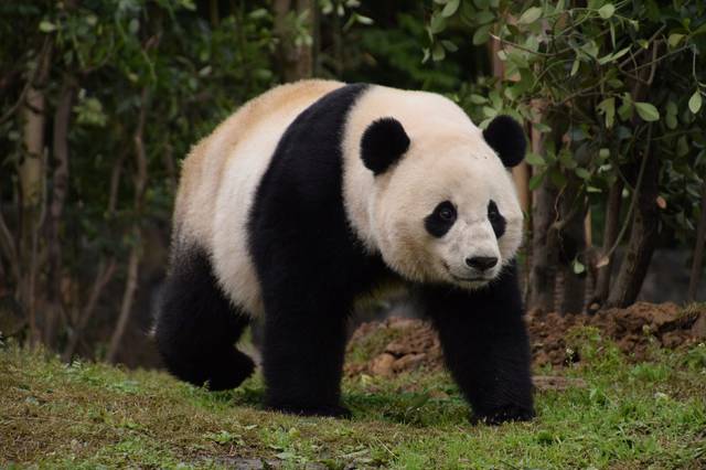 Panda Gigante