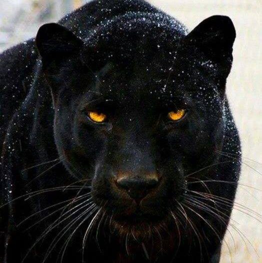Tudo Sobre a Pantera Negra Animal Que Espécie é essa? Mundo Ecologia