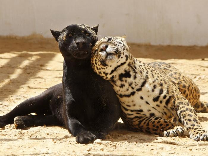 Pantera Negra e Leopardo Juntos em um Cativeiro