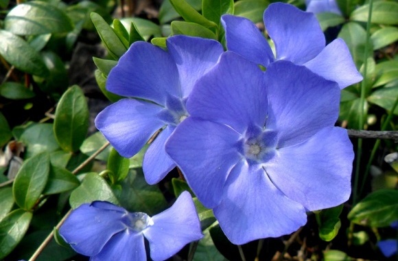 Pervinca