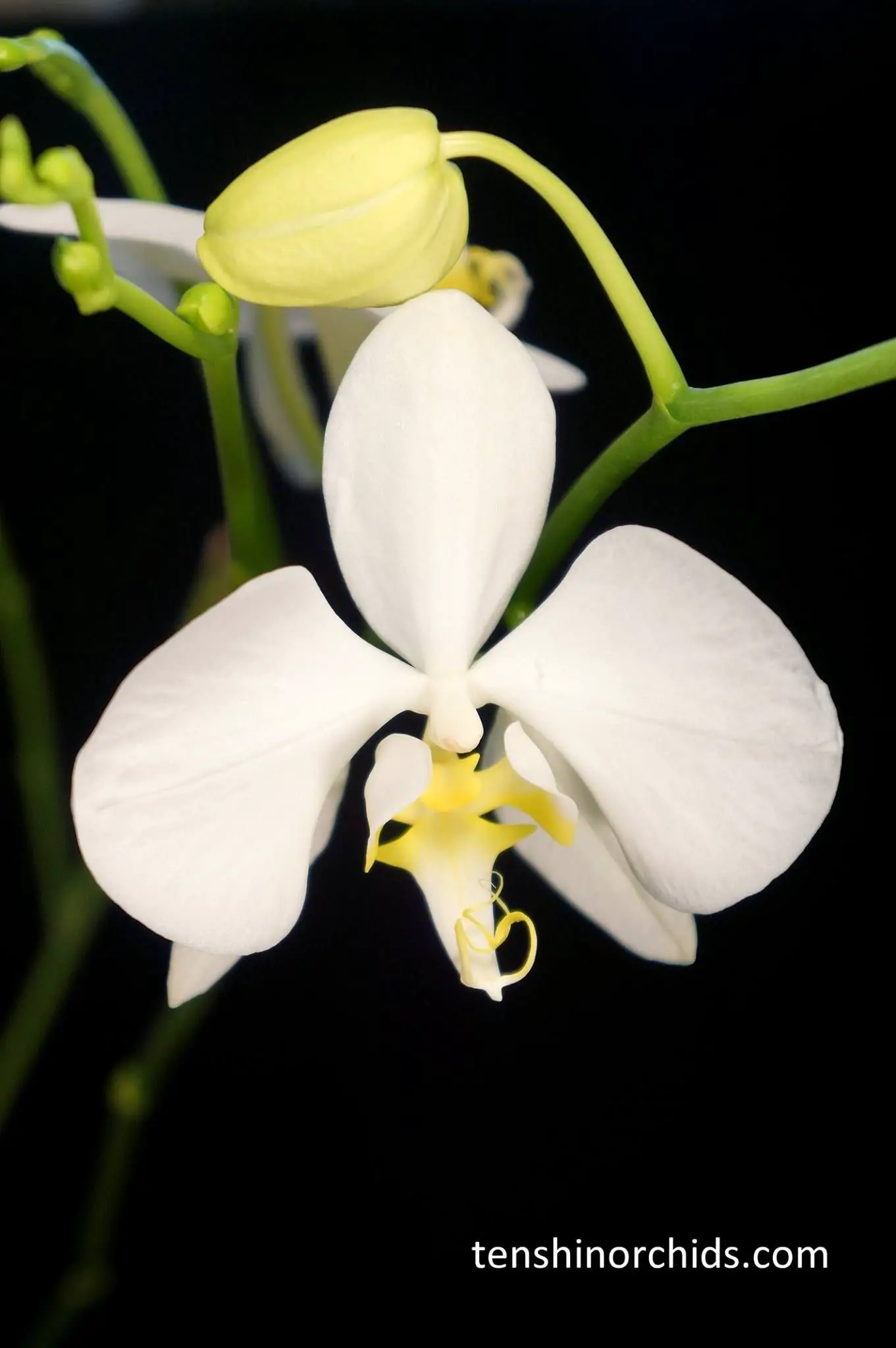Phalaenopsis Amabilis Subsp. Amabilis